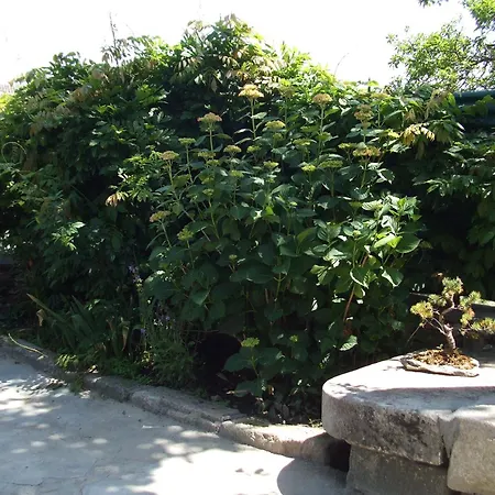 Obradoiro 사리아루고